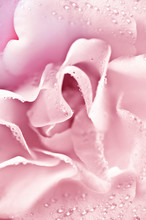 Macro Of Pink Rose Petals With Drops Of Water Like Romantic Floral Abstract Background 