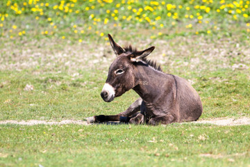 Wall Mural - Donkey is resting on the floral pasture