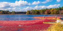 Cranberry Harvest In Autumn When Bogs Are Flooded And Bright Red Cranberry Fruits Float To The Surface In A Brilliant Fall Display Of Color And A Mainstay Of The Agricultural Industry In New England.