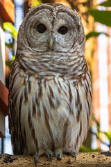 Wall Mural - a barred owl sitting on a branch early in the morning