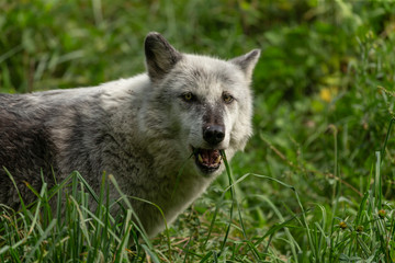 Wall Mural - The Timber Wolf (Canis lupus), also known as the gray wolf , natural scene from natural environment in north America.