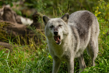 Sticker - The Timber Wolf (Canis lupus), also known as the gray wolf , natural scene from natural environment in north America.