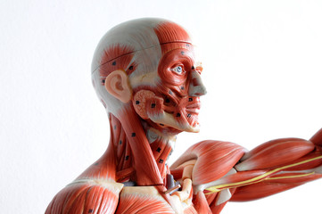 human muscle anatomy model