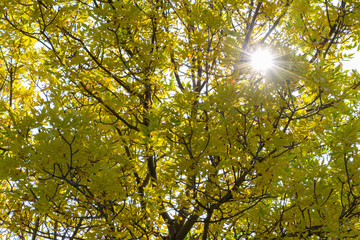 Poster -  starburst through yellow tree of autumn