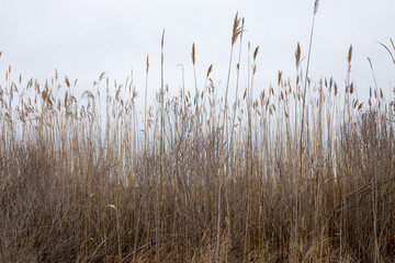  dried reeds along the shore of the chesapeake bay in calvert county maryland usa