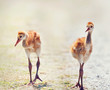 Sandhill Crane Chicks walking
