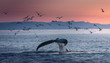 Humpback whales in the beautiful sunset landscape