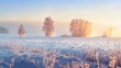 Winter landscape. Frosty winter nature in morning sunrise. Beautiful winter scene. Winter landscape