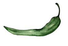 Watercolor Illustration.hand Painting. One Green Chili Pepper On White Background.