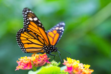 The Monarch Butterfly Or Simply Monarch (Danaus Plexippus) On The Flower Garden.
