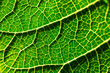 © Jonatan - fotografia macro de detalles de hojas verdes