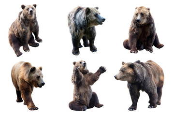 Wall Mural - set of brown bear over white background
