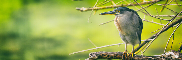 striated heron on galapagos islands foraging and catching and eating food on tortuga bay, santa cruz