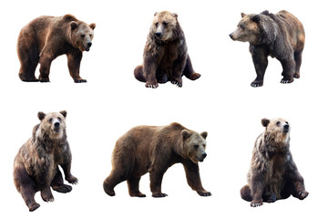 Wall Mural - set of brown bear over white background