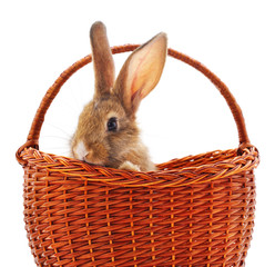 Poster - Brown rabbit in basket.