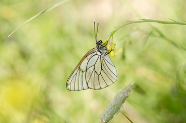 Wall Mural - Black-veined White, Aporia crataegi,, Andalusia, spain.