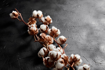 Wall Mural - Cotton plant. Branches of white fluffy cotton flowers on dark black stone background. Organic material used in the manufacture of natural fabrics and other products