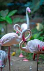 Wall Mural - Lovely Flamingo Bird Wildlife Animal