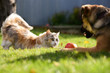 © ValeriyPH - cat and dog face to face play together with apple on green lawn