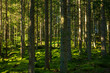 © Ingemar - forest in the morning