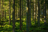 Fototapeta Las - forest in the morning
