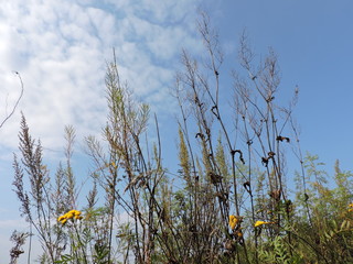 Sticker - dry  grass and blue sky