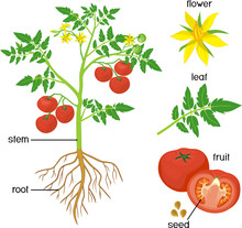 Parts Of Plant. Morphology Of Tomato Plant With Green Leaves, Red Fruits, Yellow Flowers And Root System Isolated On White Background With Titles