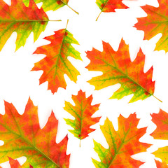 Canvas Print - Seamless pattern autumn oak leaf
