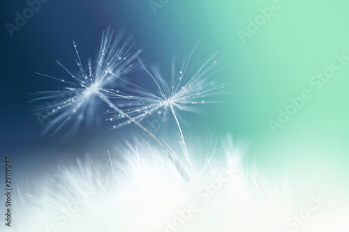 Macro flower in closeup. Fi...