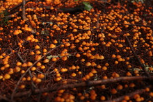 Forest Feel Full Of Poison Orange Mushrooms 