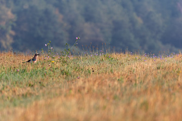 Wall Mural - Bird in the grass with blurred background