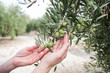 © FotoAndalucia - Mediterranean olives, green olive fruit in autumn, oil olive
