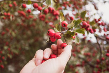 Woman Examines And Collects Majoletas, Edible Red Berries Of Autumn. (Crataegus Monogyna)