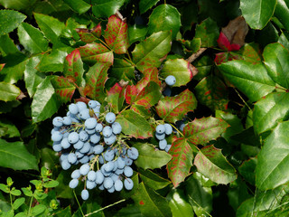 Sticker - blue magnesium berries in the garden