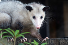 Adult Female Virginia Opossum (Didelphis Virginiana), Commonly Known As The North American Opossum  On The Fence