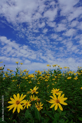 爽やかな秋空とキクイモの黄色の花 Stock Photo Adobe Stock 爽やかな秋空とキクイモの黄色の花 Stock Photo Adobe Stock