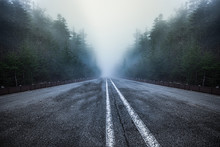 Asphalt Road Goes Through A Misty Dark , Pine Tree Forest , Japan