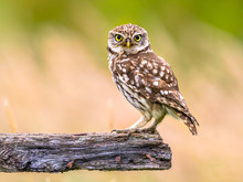 Little Owl Perched On Log