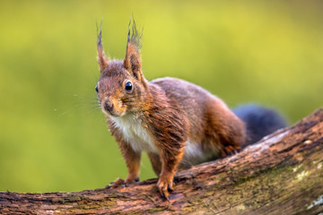 Poster - Red squirrel in tree