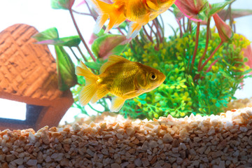 Canvas Print - Gold fish or goldfish floating swimming underwater in fresh aquarium tank with green plant.