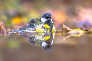 Canvas Print - Garden bird Great tit bath