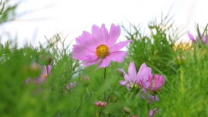 Wall Mural - cosmos flower in the garden.
