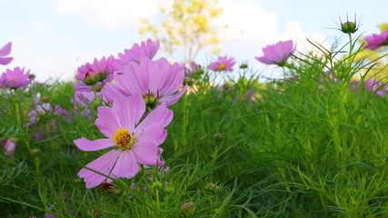 Wall Mural - cosmos flower in the garden.