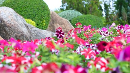 Wall Mural - beautiful flowers in the garden.