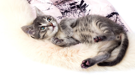 Poster - Kitten rests comfortably on a soft rug