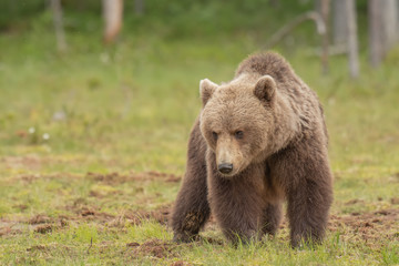 Wall Mural - brown bear (ursus arctos) walking on a finnish bog on a sunny summer evening