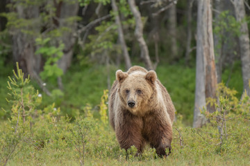 Wall Mural - brown bear (ursus arctos) walking on a finnish bog on a sunny summer evening