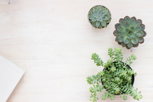 Different Succulents Plants On A White Surface. Free Space For Text. Top View / Flat Lay