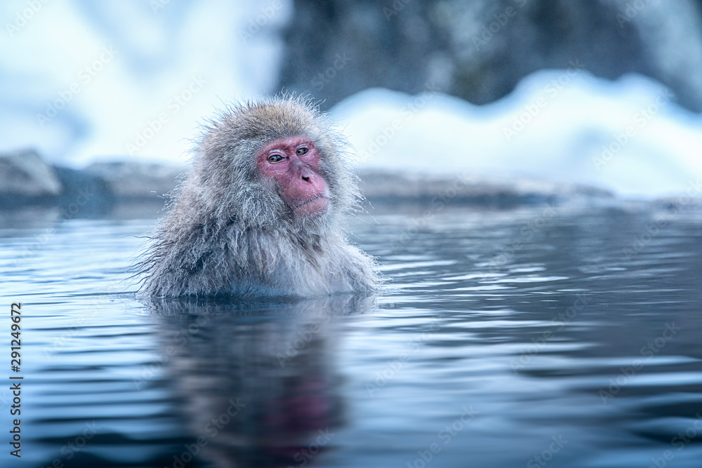 Travel Asia. The Red-cheeked monkey is soaking in the water to relax the cold happily. During winter, You see monkeys soaking at Hakodate is popular hot spring. The snow monkeys soak in Japan. - obrazy, fototapety, plakaty 