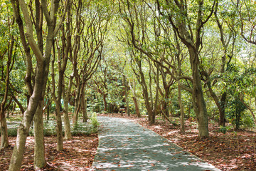 Wall Mural - texture of green forest and branch from tree with walkway for exercise